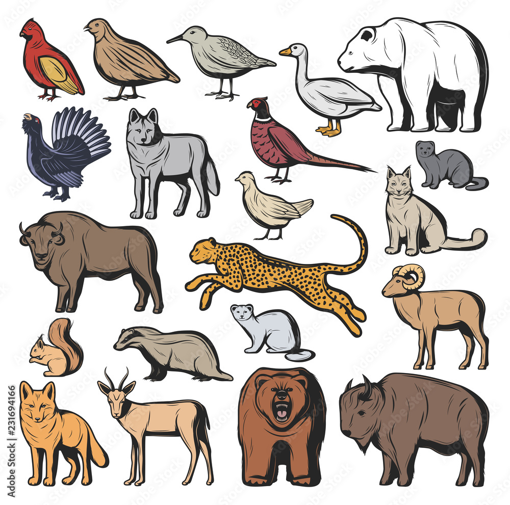 Obraz premium Forest and safari animals, hunting sport