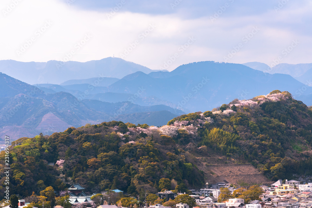Shizuoka city skyline with Cherry blossom (Sunpu castle park)