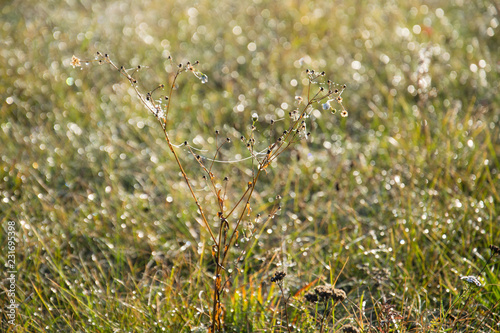 Natural warm grass bokeh background