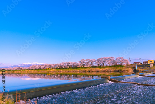 Shiroishigawa-tsutsumi Hitome Senbonzakura at viewing spots Niragamizeki Weir. Cherry blossom with snowcovered Mt.Zao in background along bank of Shiroishi River in Funaoka Castle Park, Miyagi, Japan