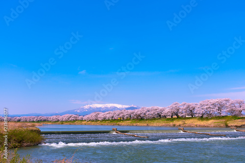 Shiroishigawa-tsutsumi Hitome Senbonzakura at viewing spots Niragamizeki Weir. Cherry blossom with snowcovered Mt.Zao in background along bank of Shiroishi River in Funaoka Castle Park  Miyagi  Japan