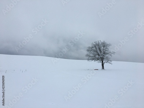 Einsamer Baum in Winterlandschaft