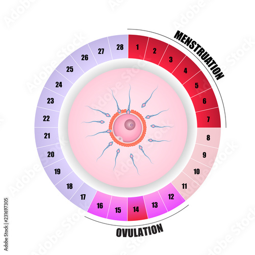 Menstrual cycle and fertilization