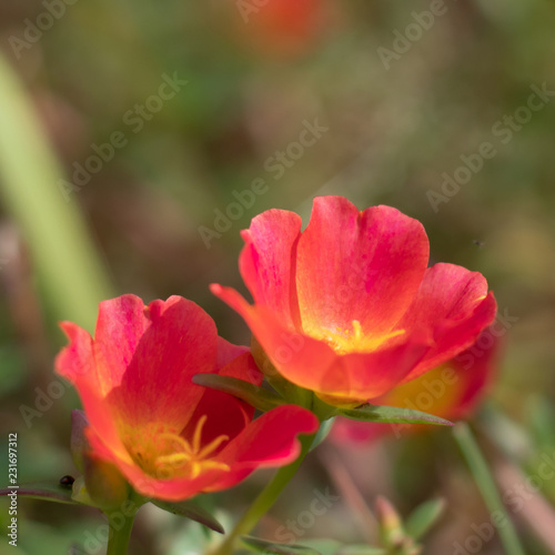 Colorful flower  Portulaca flower in garden.