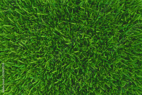 Green grass. natural background texture. high resolution. 3d rendering