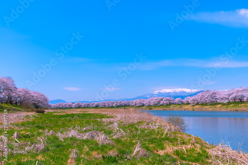 Shiroishigawa-tsutsumi Hitome Senbonzakura in sunny weather, Cherry blossoms along the bank of Shiroishi river in Funaoka Castle Ruin Park, Sendai, Miyagi prefecture, Japan