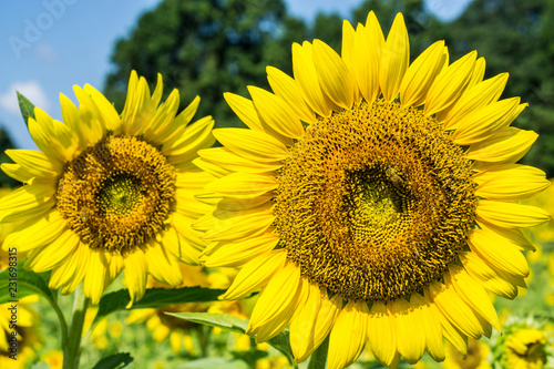 Fototapeta Naklejka Na Ścianę i Meble -  Two Sunflowers in Field