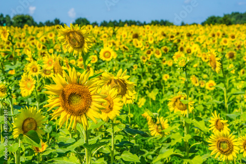 Fototapeta Naklejka Na Ścianę i Meble -  Sunflower Field with Blue Sky