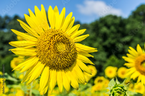 Fototapeta Naklejka Na Ścianę i Meble -  Sunflowers in Field