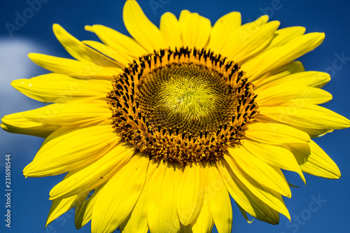 Fototapeta Naklejka Na Ścianę i Meble -  Sunflower Facing Skyward