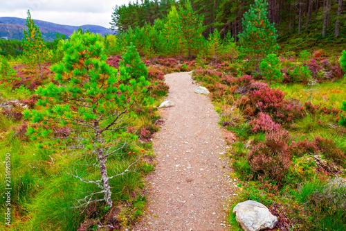 Scottish landscape with violet heather flowers and pathway
