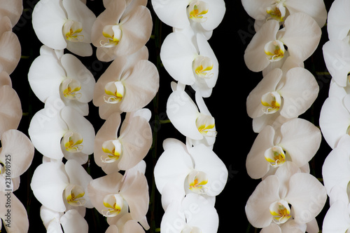 Fototapeta Naklejka Na Ścianę i Meble -  コチョウラン