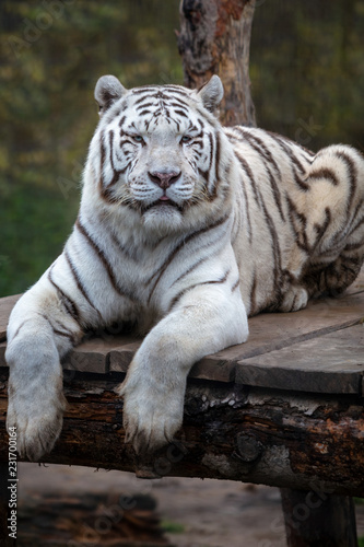 White tiger. Close up image of White tiger (Panthera tigris tigris), lying and resting on the wooden deck.