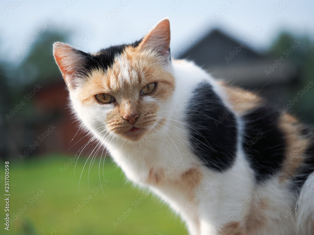 Portrait of a tricolor cat. Animal face close-up