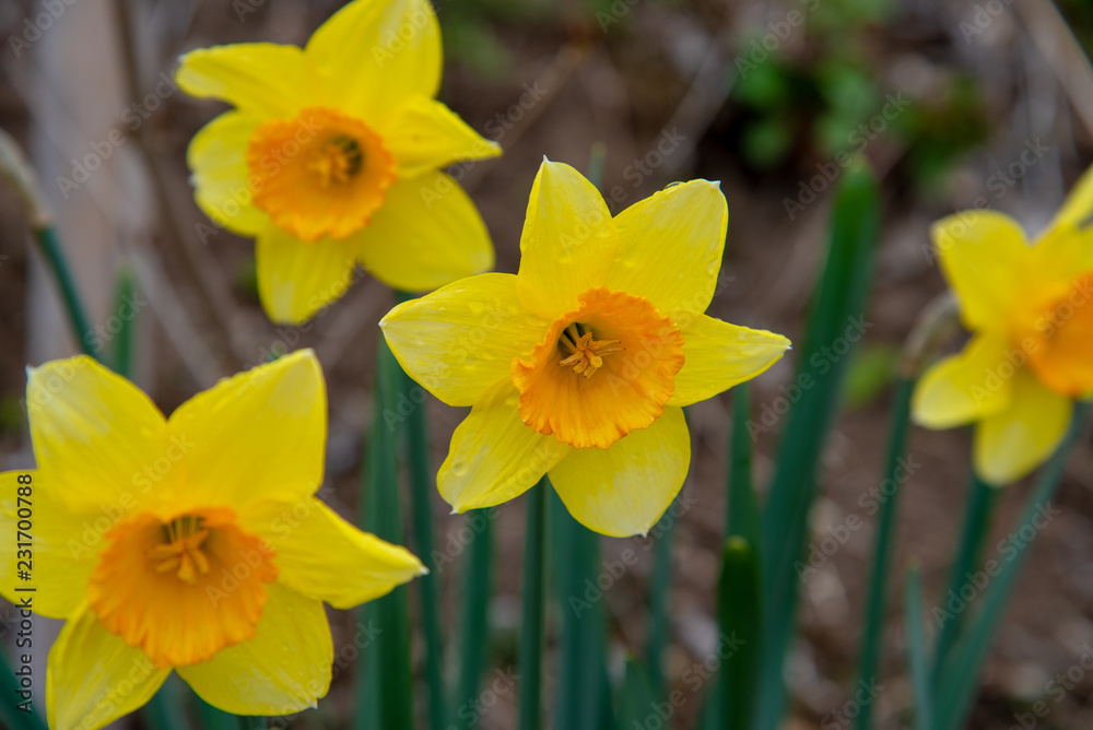 Narcissus in Spring. Blooming daffodils, Spring bulbs. Narcissus in Spring. Blooming daffodils, Spring bulbs.