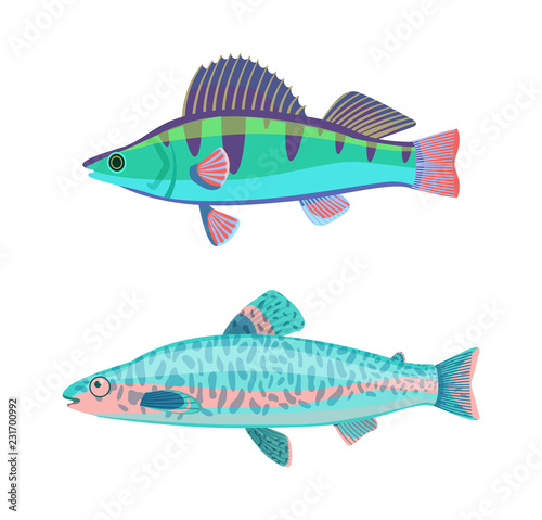 Jack Dempsey Marine Fish Set Vector Illustration