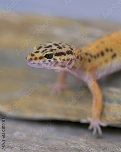 Closeup of a common leopard gecko standing on rock