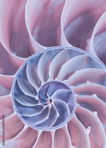 Quadro su tela Extreme closeup of a cross section of a Nautilus shell in pastel pink and blue c
