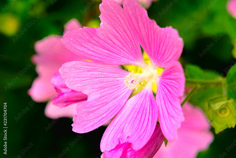 Purple mallow flower.