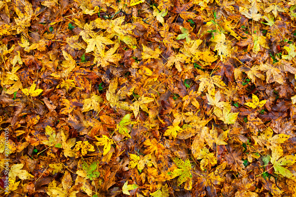 Yellow autumn leaves background Yellow autumn leaves background