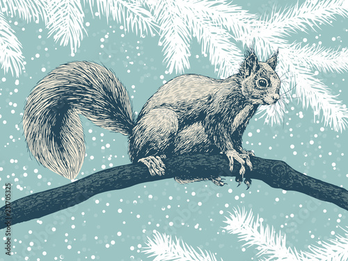 Hand drawn squirrel on a branch on a winter background with fir branches and falling snow.