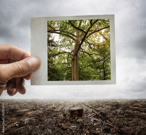 Environment conservation concept, male hand holding photograph with tree on it photo