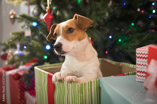 dog under the christmas tree