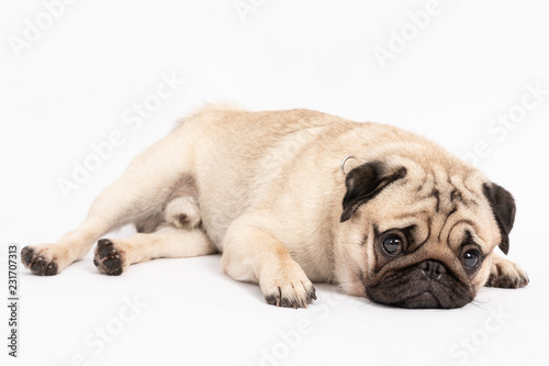 Cute pet dog pug breed lying and smile with happiness feeling so funny and making serious face isolated on white background,Healthy Purebred Dog Concept