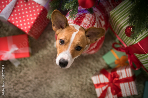 dog under the christmas tree