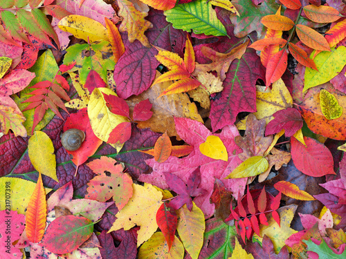 Colorful Fall Leaves on the Ground photo