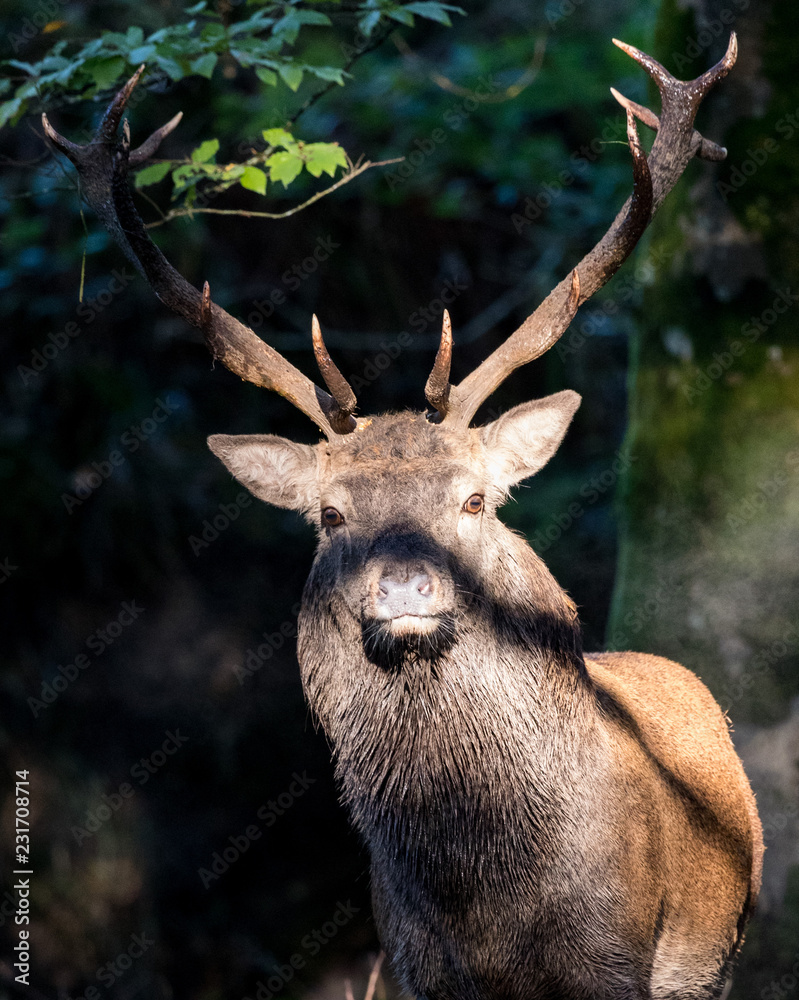 Portrait of a Powerful Red stag deer lit by sunlight in the forest