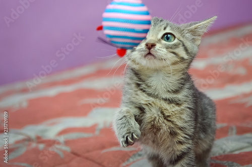 Gray striped kitten playing with a toy.