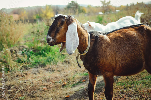Beautiful Anglo-Nubian goat with large white ears.