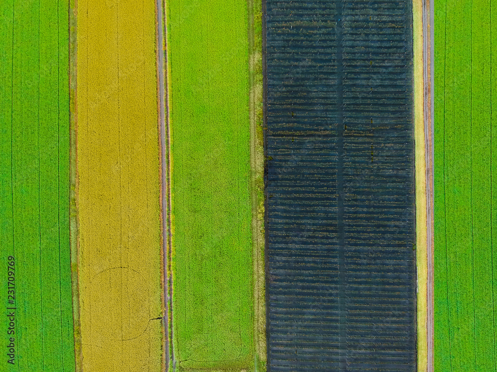 Fototapeta premium Aerial top view photo from flying drone of a land with sown green fields