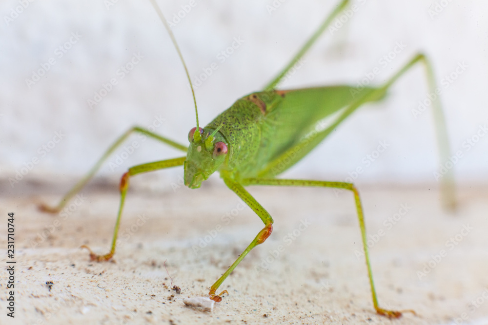 Fototapeta premium Green grasshopper with red eyes with white background