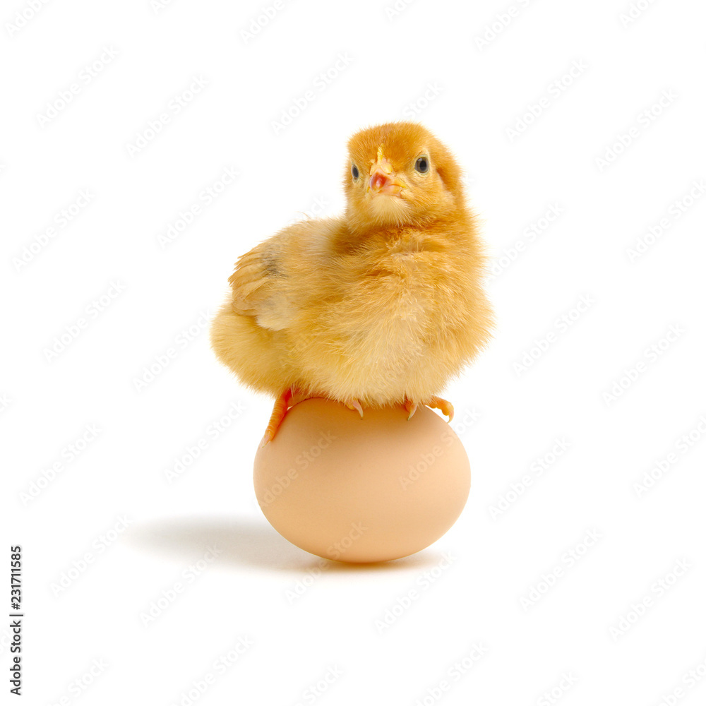 chick and egg isolated on a white
