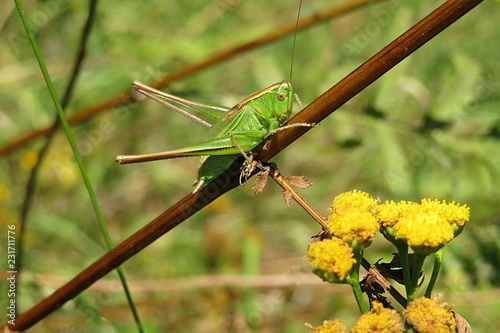 Green grasshopper on branch in the meadow, closeup