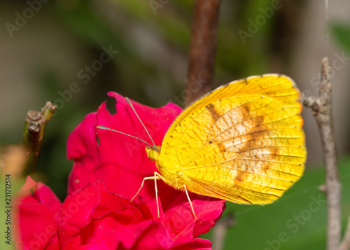 Tiny Eurema lisa, Little Yellow butterfly feeding on a hot pink rose in summer garden