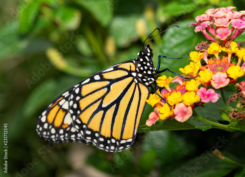 Side view of a Monarch butterfly resting atop a Lantana flower cluster in summer