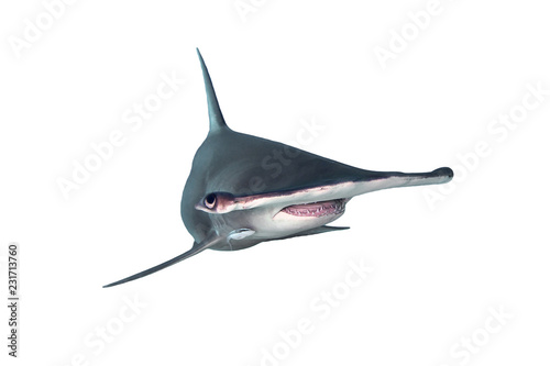 Great Hammerhead Shark Isolated on White Background 