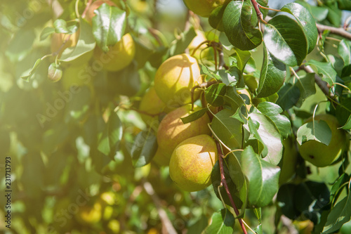Pear tree with pears, organ...