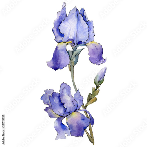 Purple iris. Floral botanical flower. Watercolour drawing aquarelle isolated. Isolated iris illustration element.
