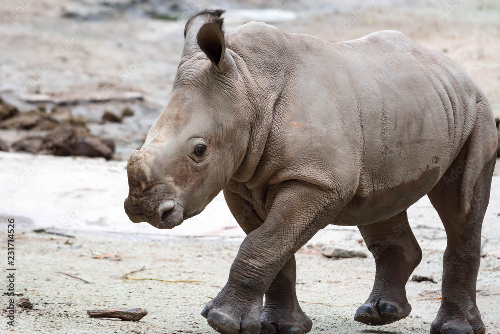 A closeup shot of a baby white rhinoceros or square-lipped rhino Ceratotherium simum while playing in a park in singapore