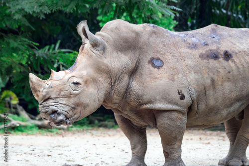 A closeup shot of a  white rhinoceros or square-lipped rhino Ceratotherium simum head while playing in a park in singapore