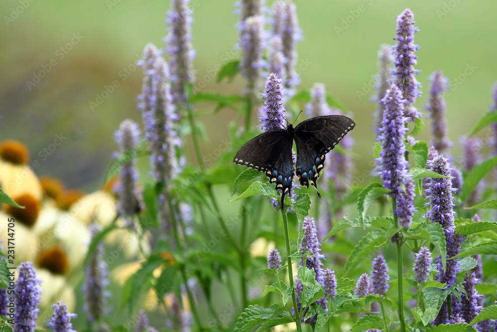 Fototapeta premium A Black Swallowtail Butterfly Feeds on Anise Hyssop in my herb garden.