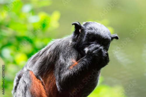 A red-bellied tamarin or white lipped tamarin Saguinus labiatus while exploring a tree in a forest