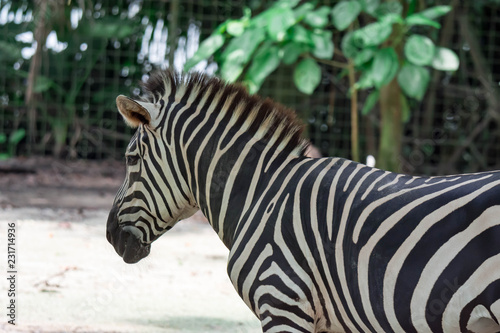A ccloseup shot of a head of a common Burchell s zebra Equus quagga in a park somewhere in Singapore