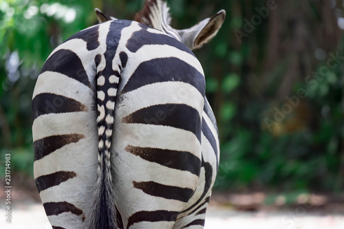 A ccloseup shot of the behind ass of a common Burchell's zebra Equus quagga in a park somewhere in Singapore