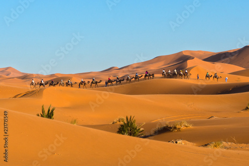 A caravan of camels at Erg Chebbi, Merzouga, Morocco
