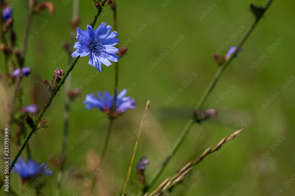 Blue chicory on green meadow. Blue chicory on green meadow.